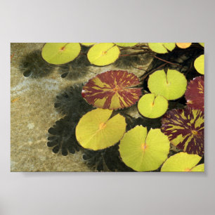 Lilypads Poster