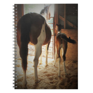 Lily's Love Notebook