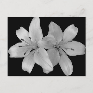 Lilys Postcard