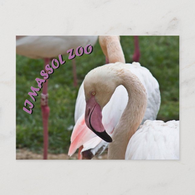 Limazzol zoo flamingo postcard (Front)