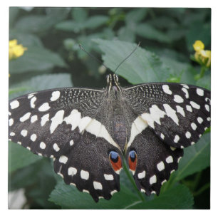 Lime Butterfly and Flowers Tile