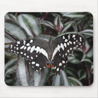 Lime Butterfly Mousepad