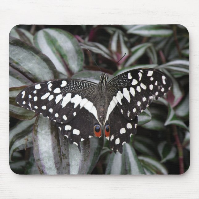 Lime Butterfly Mousepad (Front)