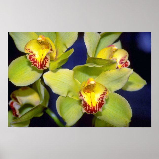 Lime Cymbidium flowers Poster (Front)
