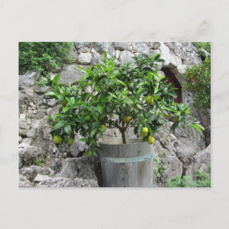 Lime Tree Postcard