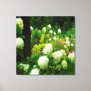 Limelight Hydrangeas in My Rubio Garden Canvas Print