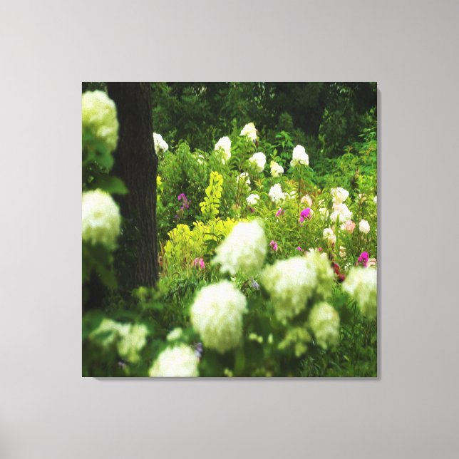 Limelight Hydrangeas in My Rubio Garden Canvas Print (Front)