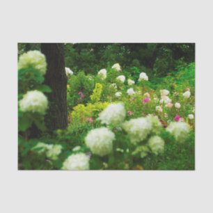 Limelight Hydrangeas in My Rubio Garden Tissue Paper
