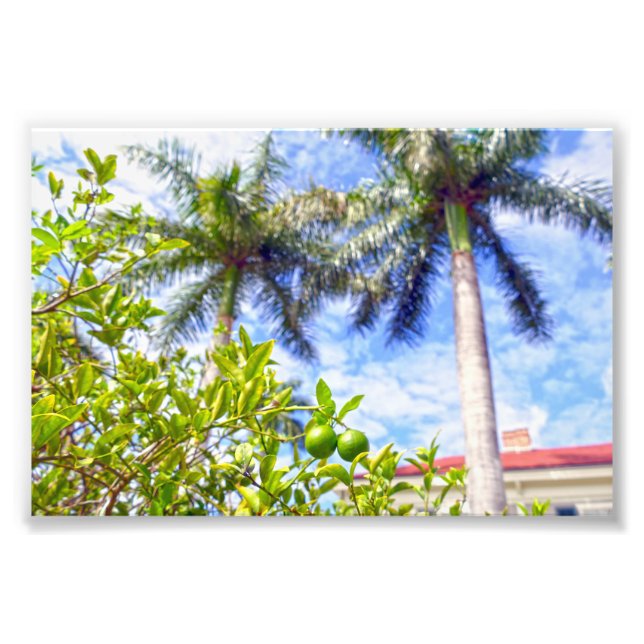 Limequats in Florida Photo Print (Front)