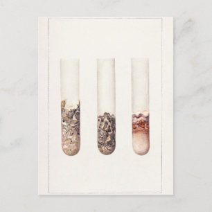 Limes (Citrus Aurantiifolia) Watercolor Painting Postcard