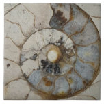 Limestone ammonite large tile<br><div class="desc">Welcome to totally polychromatic.</div>