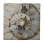 Limestone ammonite tile<br><div class="desc">Welcome to totally polychromatic.</div>