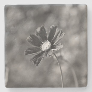 Limestone Coasters square Photography 