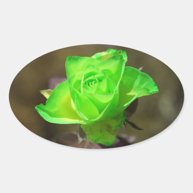 Limon Yellow Rose Sticker (Front)