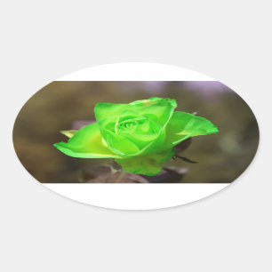 Limon Yellow Rose Sticker