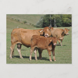 Limousin cow licking it's calf postcard