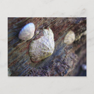 Limpets 1 postcard