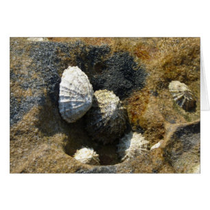 "Limpettes communes" (3)