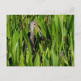 Limpkin in the Reeds Postcard