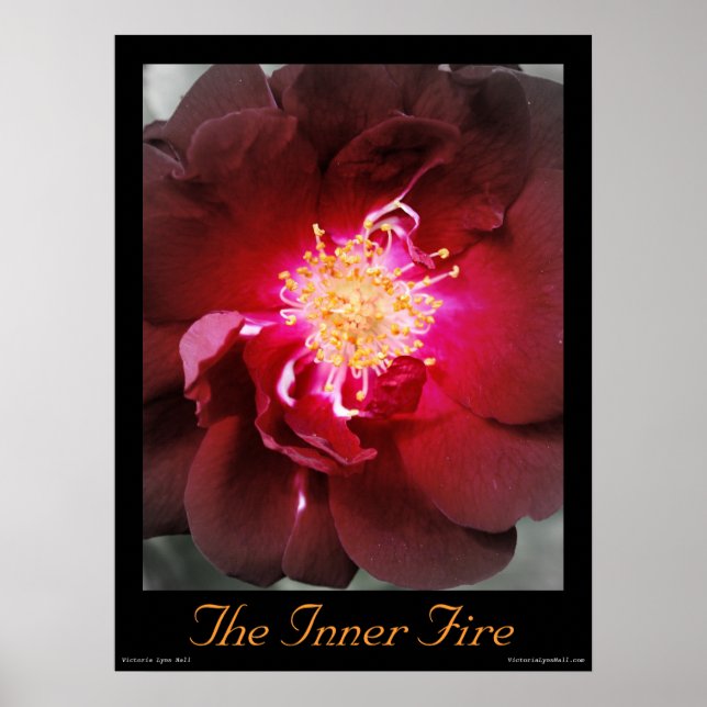 L'incendie intérieur - Poster photo Rose rouge (Devant)