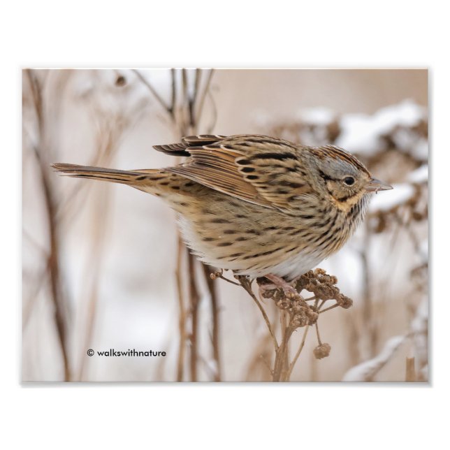 Lincoln's Sparrow on Tansy Photo Print (Front)