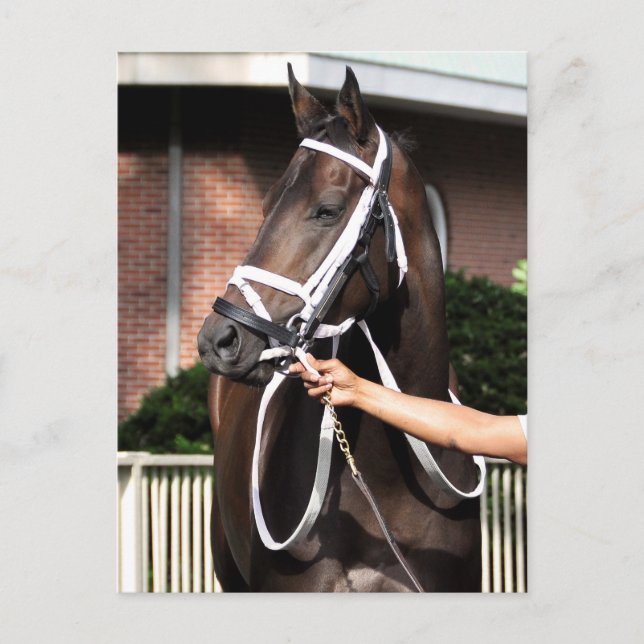 Linda Mimi by Congrats Postcard (Front)