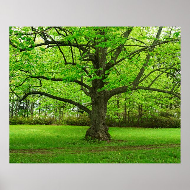 Linden Tree Poster (Front)