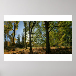 Line of Autumn trees Poster