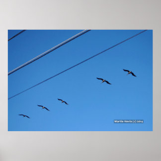 Line of Birds Poster