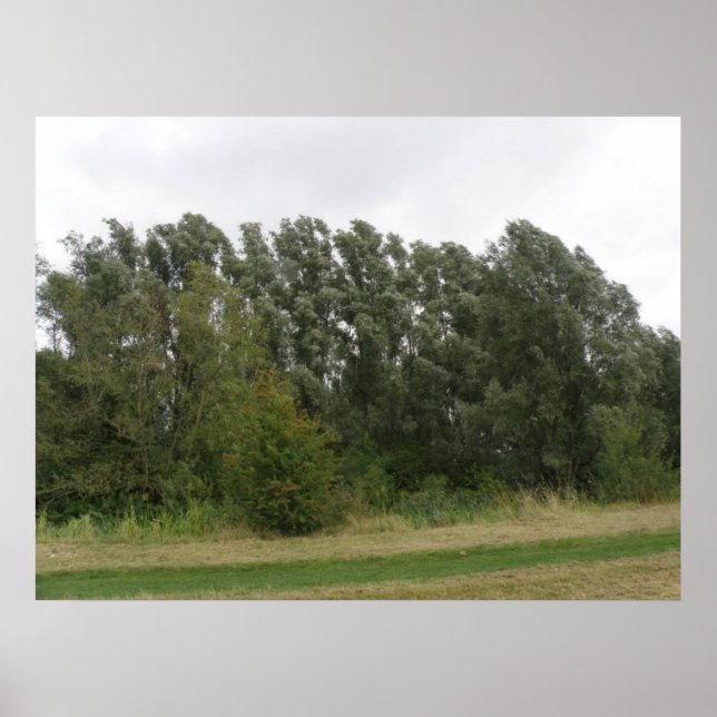Line of Leaning Trees Landscape Print (Front)