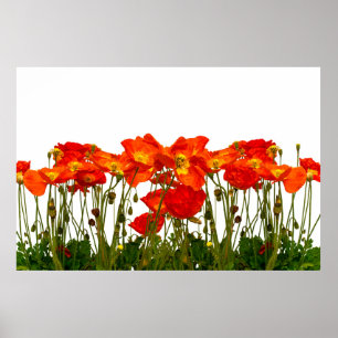 Line of red poppies isolatedart, background, beaut poster