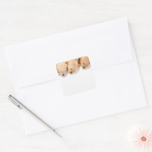Line of Sleeping Golden Retriever Puppies Square Sticker