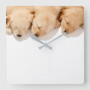 Line of Sleeping Golden Retriever Puppies Square Wall Clock