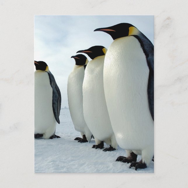 Lined up Emperor Penguins Postcard (Front)