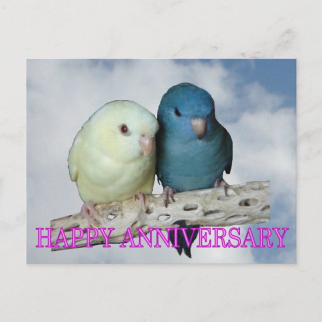 Lineolated Parakeet Pair Postcard (Front)