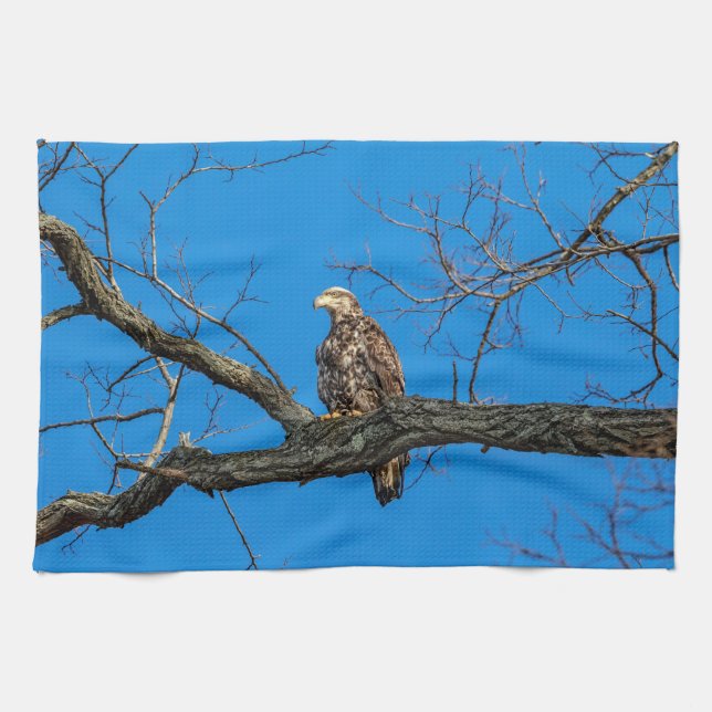 Linge De Cuisine Aigle des chauves-souris immature de Peekskill, Ne (Horizontal)
