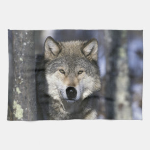 Linge De Cuisine Amérique du Nord, États-Unis, Minnesota. Loup Cani