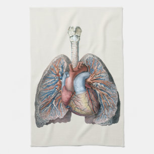 Linge De Cuisine Anatomie humaine vintage Poumons Cœur Organes Sang