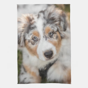 Linge De Cuisine Animaux de bébés cutest   Australian Shepherd Pupp