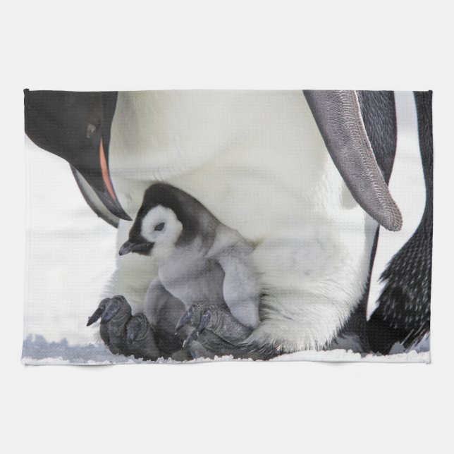 Linge De Cuisine Animaux de bébés cutest | Baby Empereur Penguin (Horizontal)