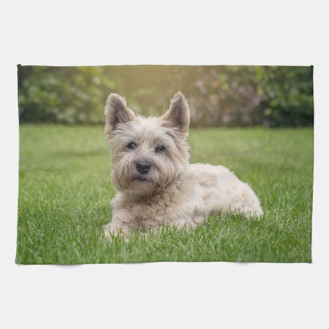 Linge De Cuisine Animaux de bébés cutest | Cairn Terrier Dog (Horizontal)