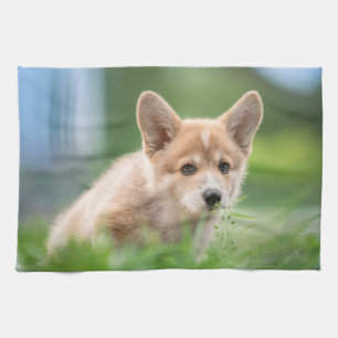 Linge De Cuisine Animaux de bébés cutest Corgi Puppy dans le tria