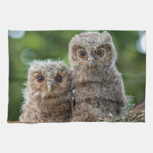 Linge De Cuisine Animaux de bébés cutest Deux jeunes hiboux