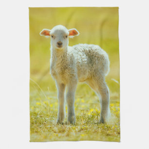 Linge De Cuisine Animaux de bébés cutest   Jeune mouton