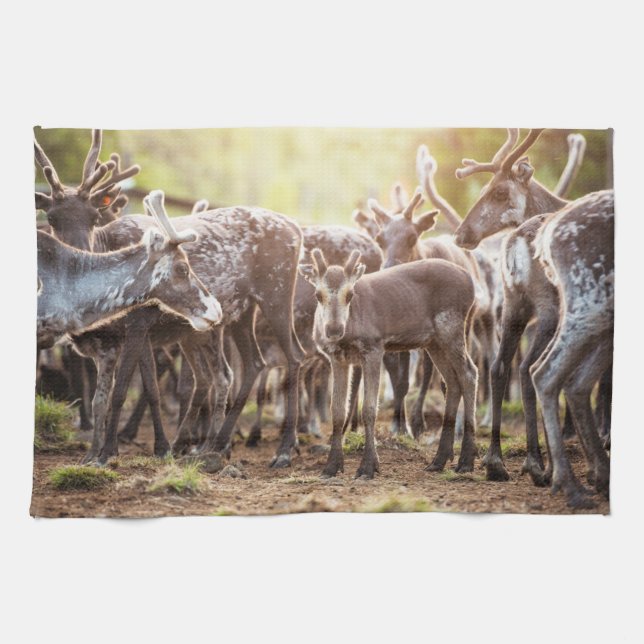 Linge De Cuisine Animaux de bébés cutest | Svalbard Reindeer (Horizontal)