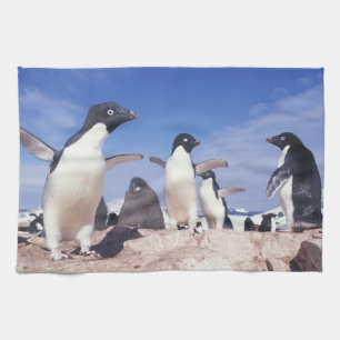 Linge De Cuisine Antarctique, Manchot Adélie Pygoscelis