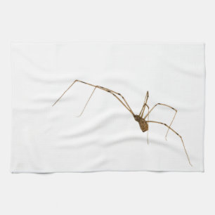 Linge De Cuisine Araignée