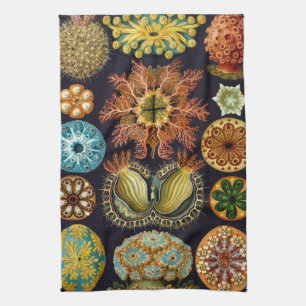 Linge De Cuisine Ascidiae par Ernst Haeckel, Animaux marins Vintage