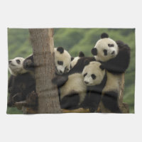 Bébés pandas géants (Ailuropoda melanoleuca)