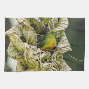 Linge De Cuisine Belize Wildlife : Olive Euphonia Bird Photography